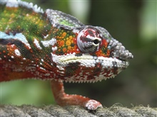 Chameleons are a distinctive and highly specialize...