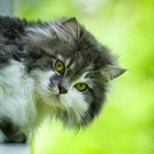 Cats have excellent night vision and can see at only one-sixth the light level required for human vision