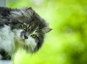 Cats have excellent night vision and can see at only one-sixth the light level required for human vision