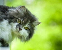 Cats have excellent night vision and can see at only one-sixth the light level required for human vision