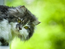 Cats have excellent night vision and can see at only one-sixth the light level required for human vision