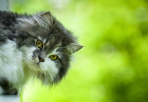 Cats have excellent night vision and can see at only one-sixth the light level required for human vision