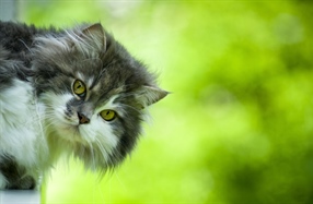 Cats have excellent night vision and can see at only one-sixth the light level required for human vision