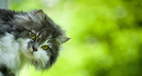 Cats have excellent night vision and can see at only one-sixth the light level required for human vision