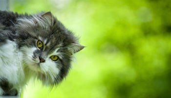 Cats have excellent night vision and can see at only one-sixth the light level required for...