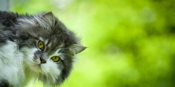 Cats have excellent night vision and can see at only one-sixth the light level required for human vision