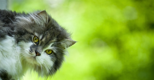 Cats have excellent night vision and can see at only one-sixth the light level required for human vision