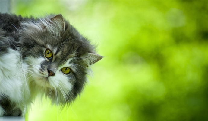 Cats have excellent night vision and can see at only one-sixth the light level required for human vision