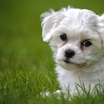 The domestic dog is a domesticated form of the gray wolf, a member of the Canidae family of the...