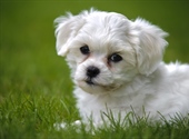 The domestic dog is a domesticated form of the gray wolf, a member of the Canidae family of the order Carnivora