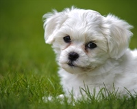 The domestic dog is a domesticated form of the gray wolf, a member of the Canidae family of the order Carnivora