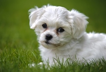 The domestic dog is a domesticated form of the gray wolf, a member of the Canidae family of the order Carnivora