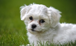 The domestic dog is a domesticated form of the gray wolf, a member of the Canidae family of the order Carnivora