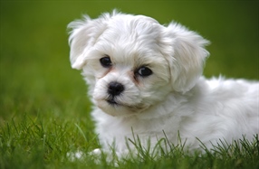 The domestic dog is a domesticated form of the gray wolf, a member of the Canidae family of the order Carnivora