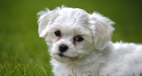 The domestic dog is a domesticated form of the gray wolf, a member of the Canidae family of the order Carnivora