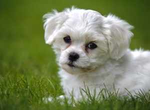The domestic dog is a domesticated form of the gray wolf, a member of the Canidae family of the order Carnivora