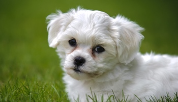 The domestic dog is a domesticated form of the gray wolf, a member of the Canidae family of the...