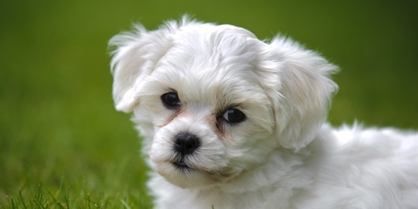 The domestic dog is a domesticated form of the gray wolf, a member of the Canidae family of the order Carnivora