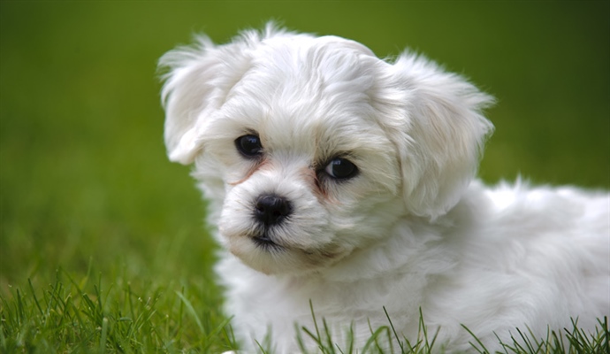 The domestic dog is a domesticated form of the gray wolf, a member of the Canidae family of the order Carnivora
