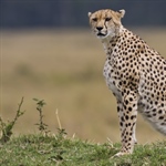 The cheetah is a large-sized feline inhabiting most of Africa and parts of the Middle East