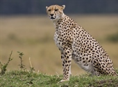The cheetah is a large-sized feline inhabiting most of Africa and parts of the Middle East