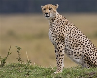 The cheetah is a large-sized feline inhabiting most of Africa and parts of the Middle East