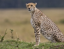 The cheetah is a large-sized feline inhabiting most of Africa and parts of the Middle East