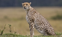 The cheetah is a large-sized feline inhabiting most of Africa and parts of the Middle East