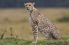 The cheetah is a large-sized feline inhabiting most of Africa and parts of the Middle East