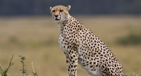 The cheetah is a large-sized feline inhabiting most of Africa and parts of the Middle East