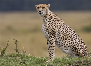 The cheetah is a large-sized feline inhabiting most of Africa and parts of the Middle East