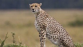 The cheetah is a large-sized feline inhabiting most of Africa and parts of the Middle East