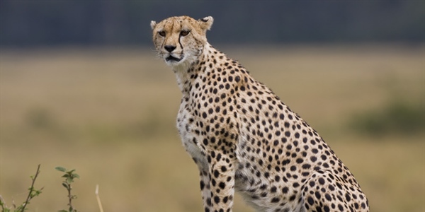 The cheetah is a large-sized feline inhabiting most of Africa and parts of the Middle East