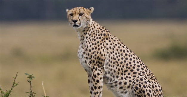 The cheetah is a large-sized feline inhabiting most of Africa and parts of the Middle East