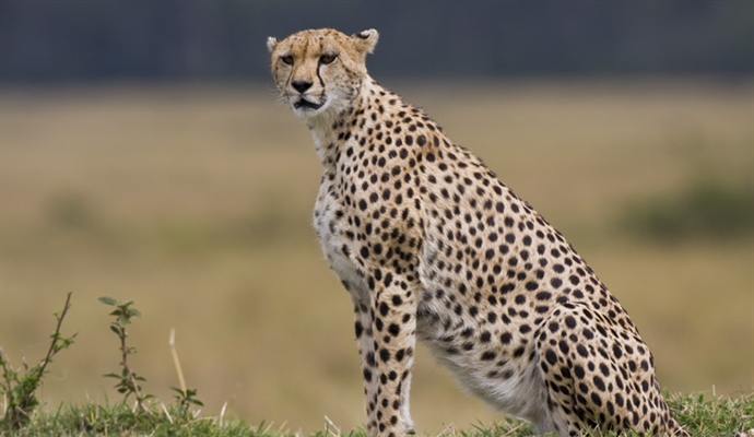 The cheetah is a large-sized feline inhabiting most of Africa and parts of the Middle East