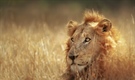 The lion is one of the four big cats in the genus Panthera, and a member of the family Felidae