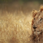 The lion is one of the four big cats in the genus Panthera, and a member of the family Felidae