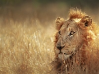 The lion is one of the four big cats in the...