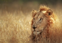 The lion is one of the four big cats in the genus Panthera, and a member of the family Felidae