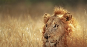 The lion is one of the four big cats in the genus Panthera, and a member of the family Felidae