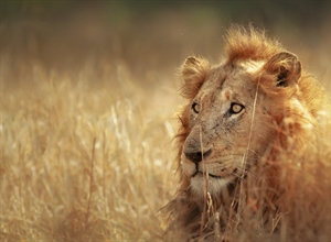 The lion is one of the four big cats in the genus Panthera, and a member of the family Felidae