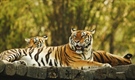 The tiger is the largest cat species, reaching a total body length of up to 3.3 metres (11 ft) and weighing up to 306 kg (670 lb) 
