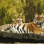 The tiger is the largest cat species, reaching a total body length of up to 3.3 metres (11 ft)...