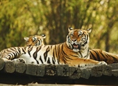 The tiger is the largest cat species, reaching a total body length of up to 3.3 metres (11 ft) and weighing up to 306 kg (670 lb) 