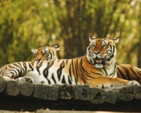 The tiger is the largest cat species, reaching a total body length of up to 3.3 metres (11 ft) and weighing up to 306 kg (670 lb) 