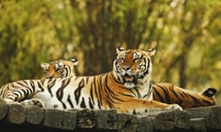 The tiger is the largest cat species, reaching a total body length of up to 3.3 metres (11 ft) and weighing up to 306 kg (670 lb) 