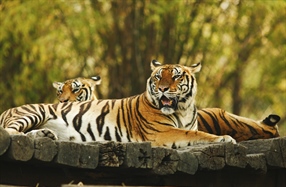 The tiger is the largest cat species, reaching a total body length of up to 3.3 metres (11 ft) and weighing up to 306 kg (670 lb) 