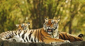 The tiger is the largest cat species, reaching a total body length of up to 3.3 metres (11 ft) and weighing up to 306 kg (670 lb) 