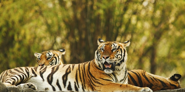 The tiger is the largest cat species, reaching a total body length of up to 3.3 metres (11 ft) and weighing up to 306 kg (670 lb) 