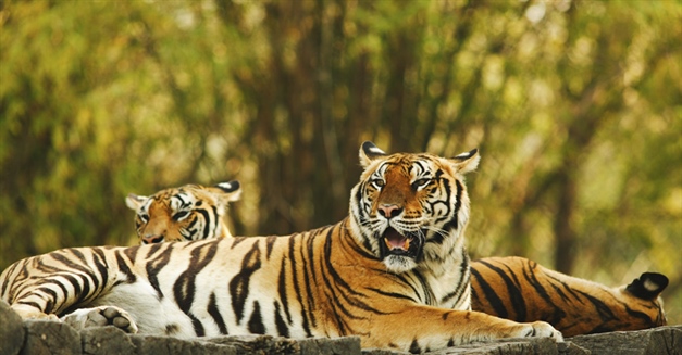 The tiger is the largest cat species, reaching a total body length of up to 3.3 metres (11 ft) and weighing up to 306 kg (670 lb) 